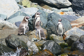 Parc nacional Pinguinos